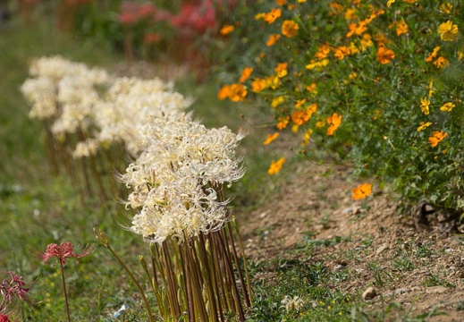 201409221333-DSC04396.jpg