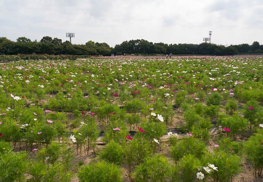 201409230944-DSC02473N6.jpg