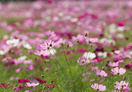 201409231001-DSC04490.jpg