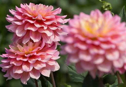 201409231014-DSC04533.jpg
