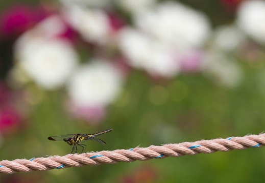 201409231043-DSC04589.jpg