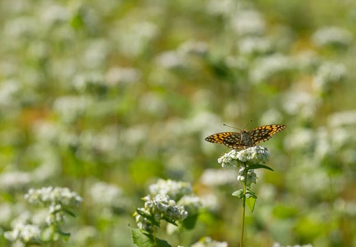 201409260950-DSC04890.jpg