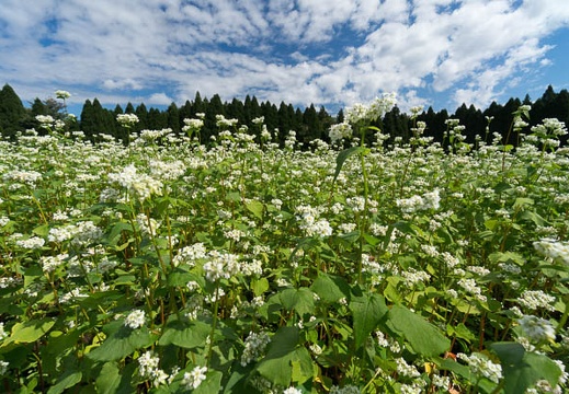 201409261032-DSC03052N6.jpg
