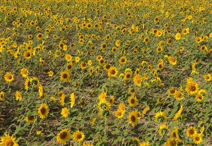 201409300856-DSC03671N6.jpg