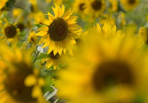 201409300857-DSC06588.jpg