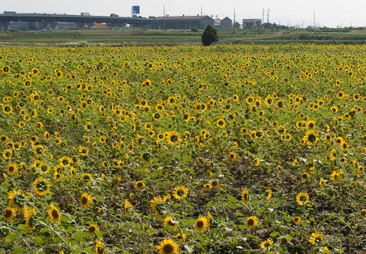 201409301000-DSC03790N6.jpg