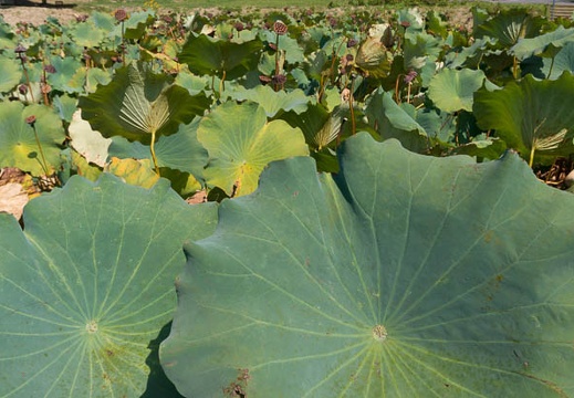 201409301156-DSC03822N6.jpg