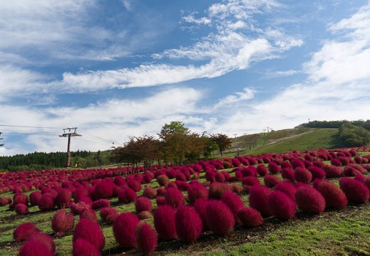 201410040929-DSC04803N6.jpg
