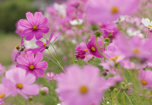 201410101332-DSC07913.jpg