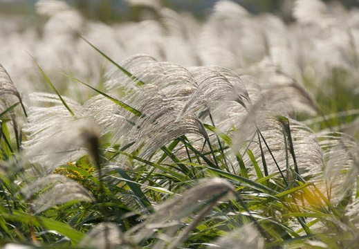 201410191350-DSC08657.jpg