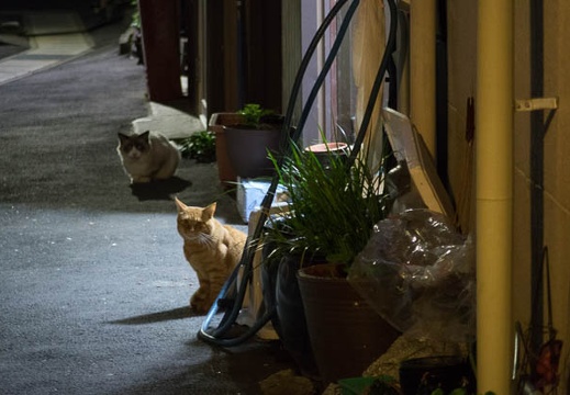 201410251927-DSC02415R10.jpg