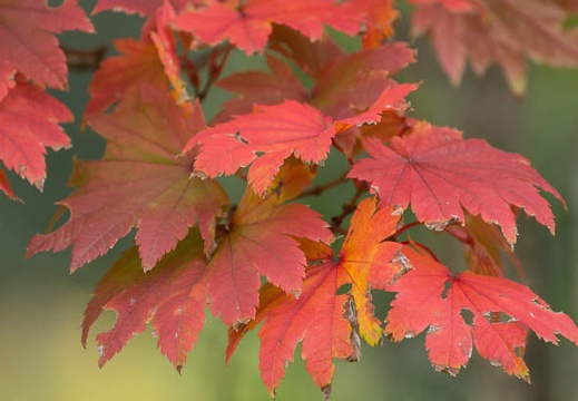 201410261011-DSC04993.jpg