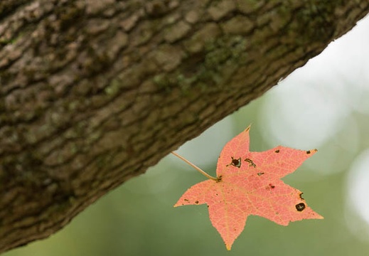 201410261058-DSC05045.jpg