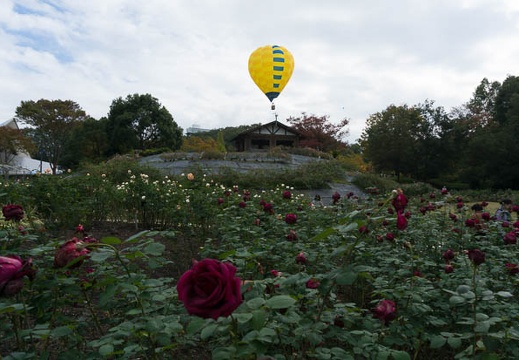 201410261139-DSC05764N6.jpg