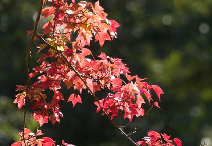 201410281327-DSC05148.jpg