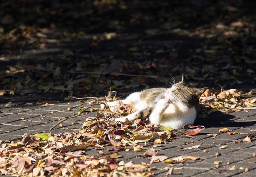 201410281413-DSC05176.jpg