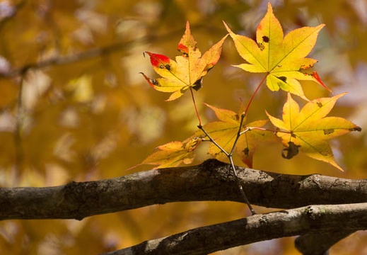 201411071253-DSC00093.jpg