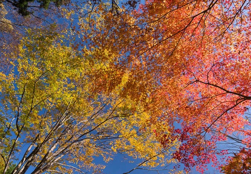 201411101116-DSC07375N6.jpg