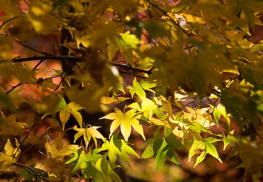 201411101129-DSC00271.jpg
