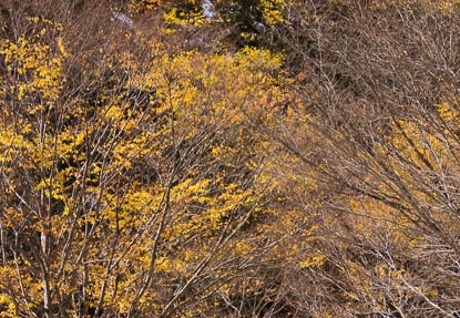 201411101212-DSC00326.jpg