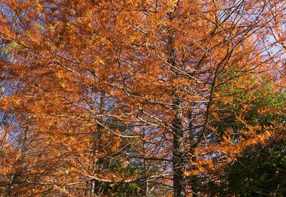 201411101220-DSC07545N6.jpg