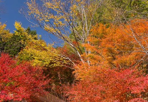 201411101221-DSC07553N6.jpg