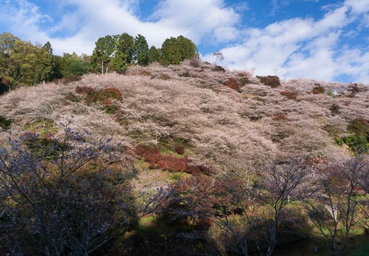 201411130839-DSC07849N6.jpg