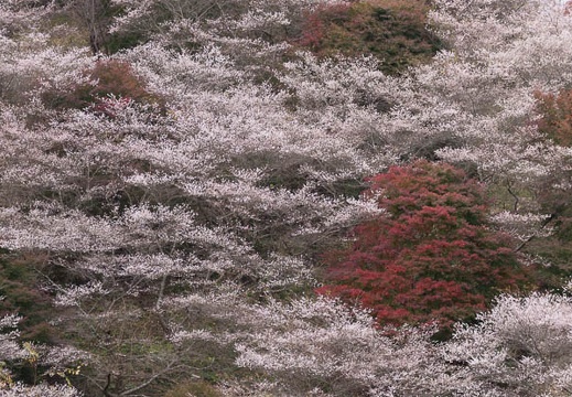 201411131039-DSC00586.jpg