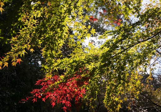 201411131102-DSC08095N6.jpg