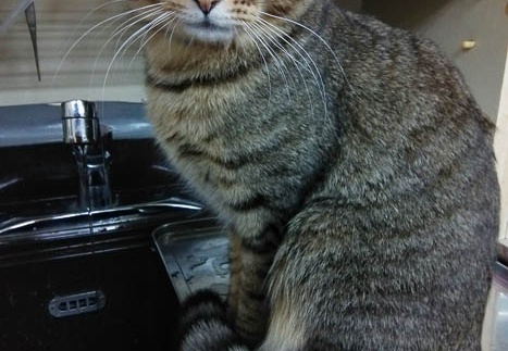 20141114095202-SH-06F.jpg