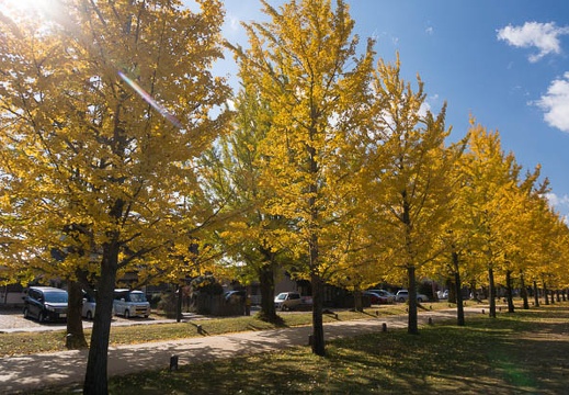 201411181159-DSC09170N6.jpg
