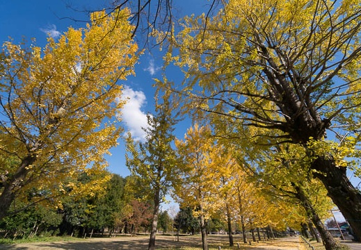 201411181220-DSC09250N6.jpg