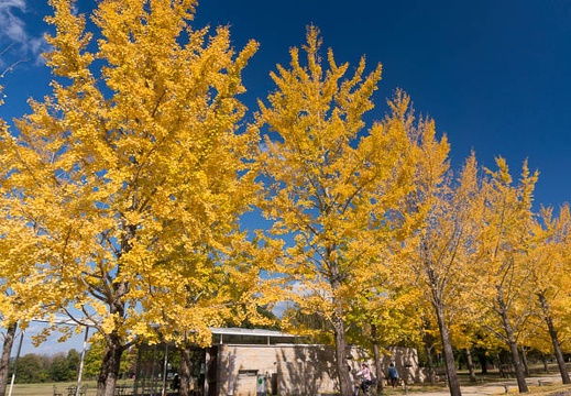 201411181230-DSC09292N6.jpg