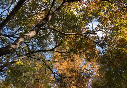 201411181239-DSC09328N6.jpg