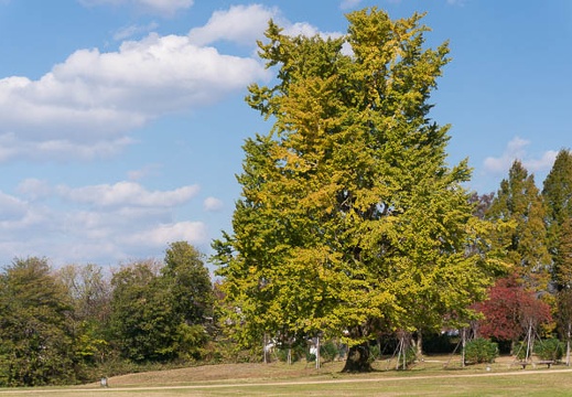 201411181253-DSC09358N6.jpg