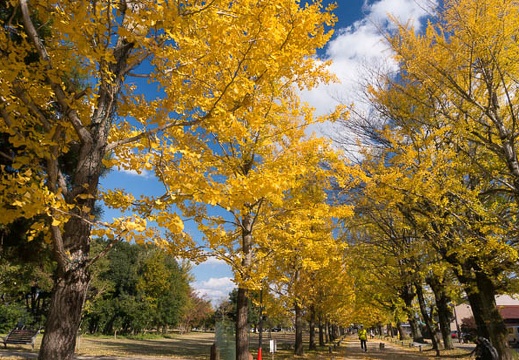 201411181306-DSC09401N6.jpg