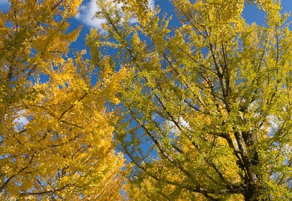 201411181308-DSC09410N6.jpg