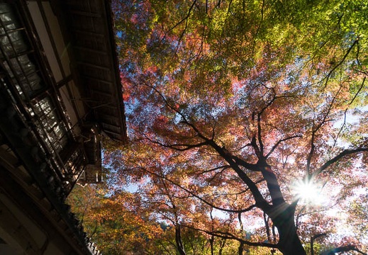 201411190912-DSC09558N6.jpg