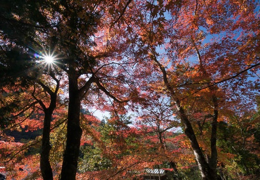 201411191119-DSC09713N6.jpg