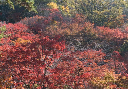 201411191157-DSC09804N6.jpg