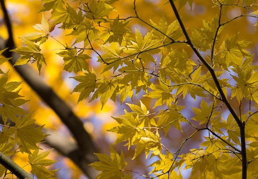 201411241040-DSC03082.jpg