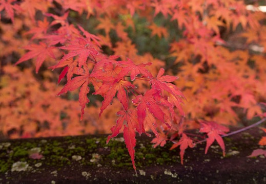 201411271012-DSC00857N6.jpg