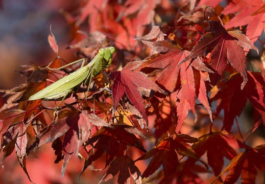 201411271039-DSC03679.jpg