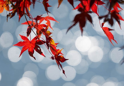 201411271113-DSC03710.jpg