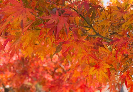 201411271120-DSC01008N6.jpg