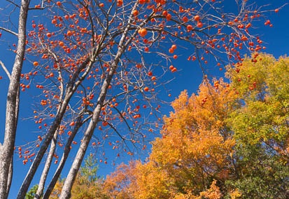 201411271134-DSC01055N6.jpg