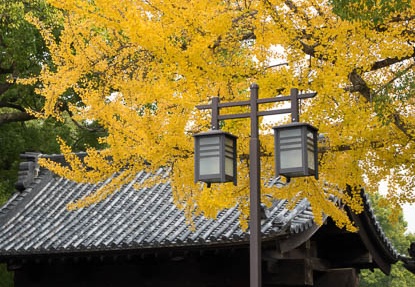 201411281248-DSC06497R10.jpg