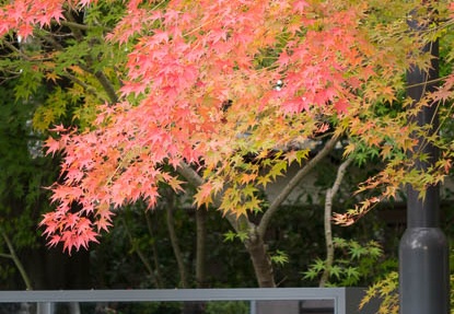 201411281258-DSC06530R10.jpg