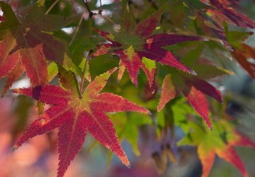 201411281346-DSC06686R10.jpg