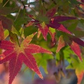 201411281346-DSC06686R10.jpg
